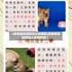 【疫情地区狗狗怎么处理的,疫情地区狗狗怎么处理的啊】