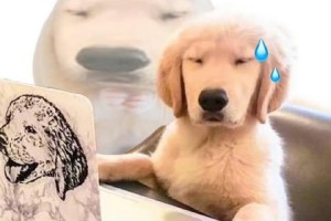 玩家点评“哈狗游十三道开挂教程”分享装挂步骤