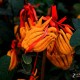 玩家必读“佛手在线有没有开挂”助赢开挂器（安装教程）