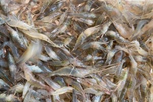 【北京海淀一农贸市场中发现1例阳性/海淀区农产品批发市场】