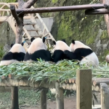 今日热议“熊猫麻将真的有挂吗	”原来确实有挂-第2张图片
