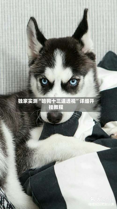 独家实测“哈狗十三道透视		”详细开挂教程-第1张图片
