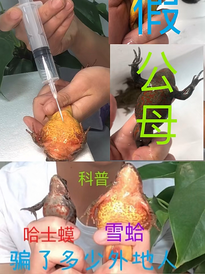 必看科普“哈灵一直输要歇几天吗	”(确实真的有挂)-第2张图片