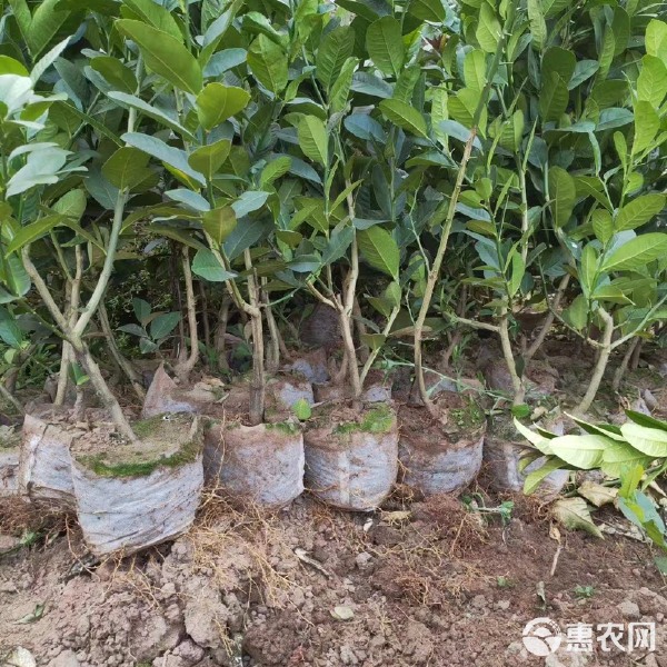 教程解析“佛手在线开挂神器”(确实有挂)-第1张图片
