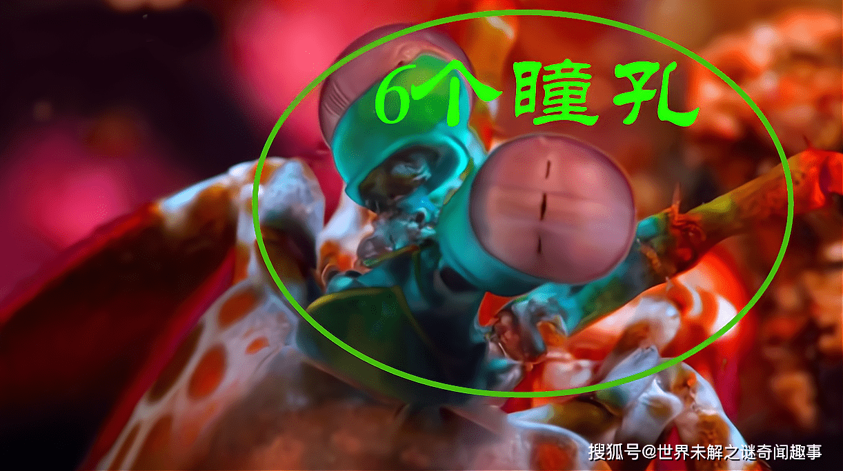必备科技“皮皮跑胡子有挂吗”详细开挂玩法-第2张图片