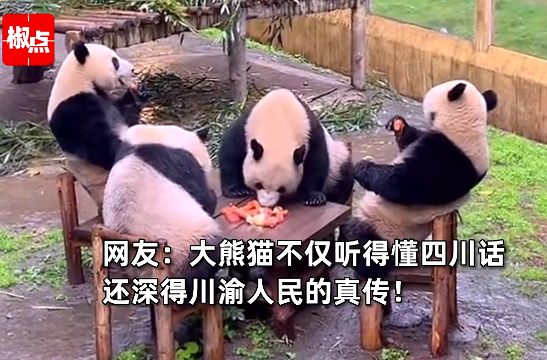 今日盘点“熊猫麻将开挂神器下载安装	”分享用挂教程-第1张图片