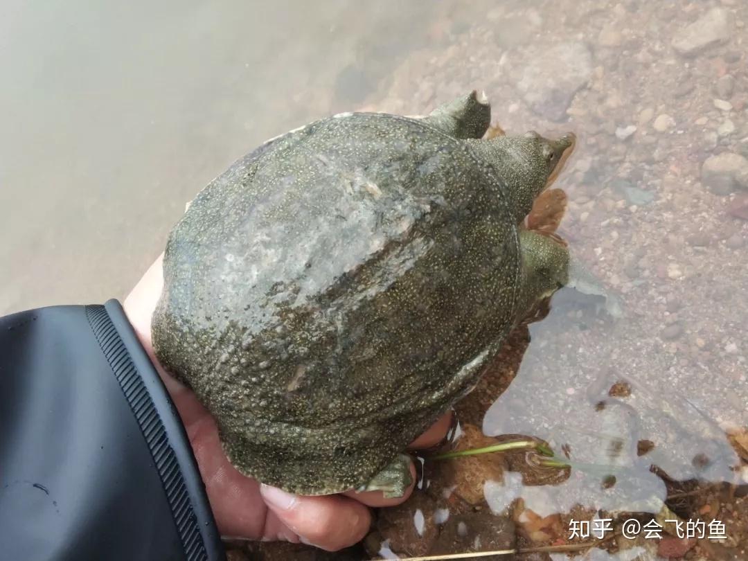 强力推荐“微信水鱼怎么开挂”(确实真的有挂)-第2张图片