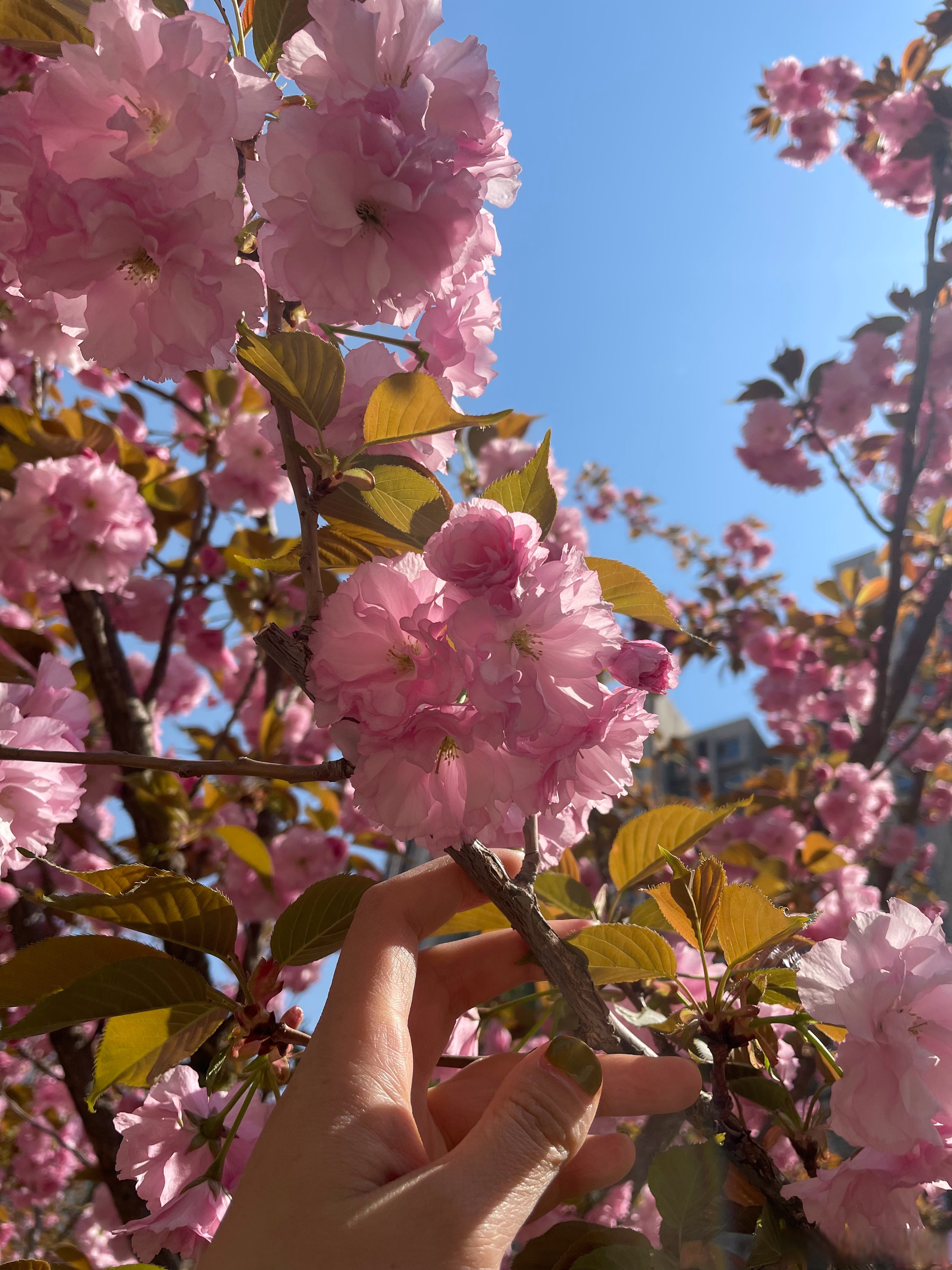 「北京朝阳一地升高风险区」〃北京朝阳区疫情高风险地区-第1张图片