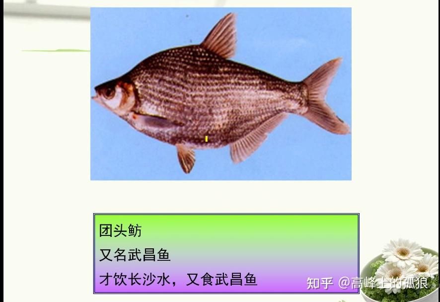 带你了解“鱼扑克平台有挂吗”原来真实可以装挂-第1张图片