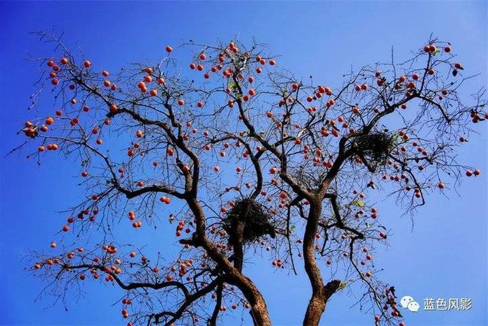 教程解析“陕西的头山东的挂顺口溜	”(确实真的有挂)-第2张图片