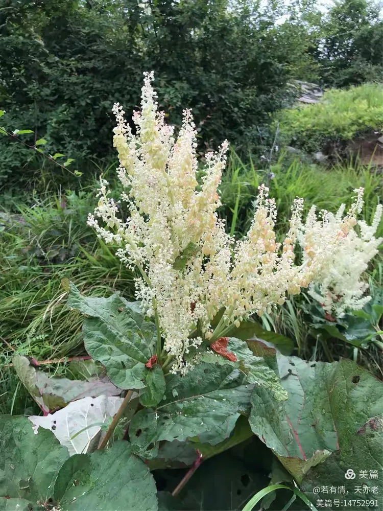 科普一下“太行麻将临汾一门牌有挂吗	”(必胜开挂神器)-第1张图片