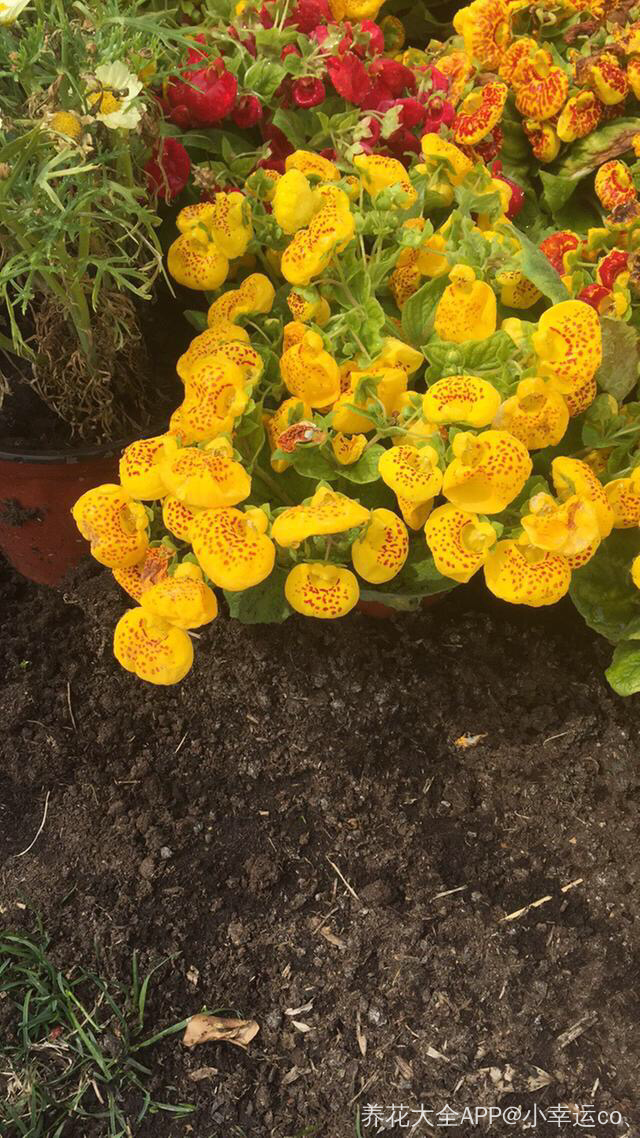 玩家必读“蒲花大菠萝可以开挂吗	”外卦神器下载安装-第1张图片