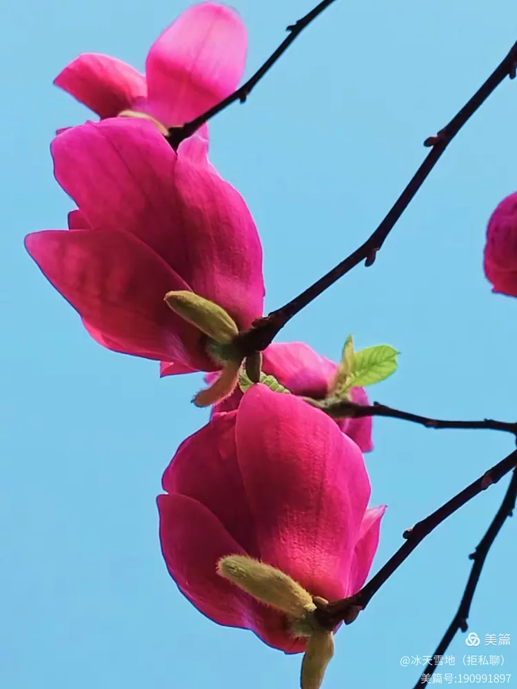 玩家必读“蒲花大菠萝可以开挂吗”外卦神器下载安装-第3张图片