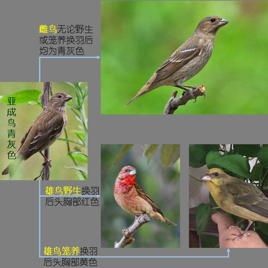 推荐必备“微信雀神麻将提高胜率”开挂神器安装下载-第1张图片