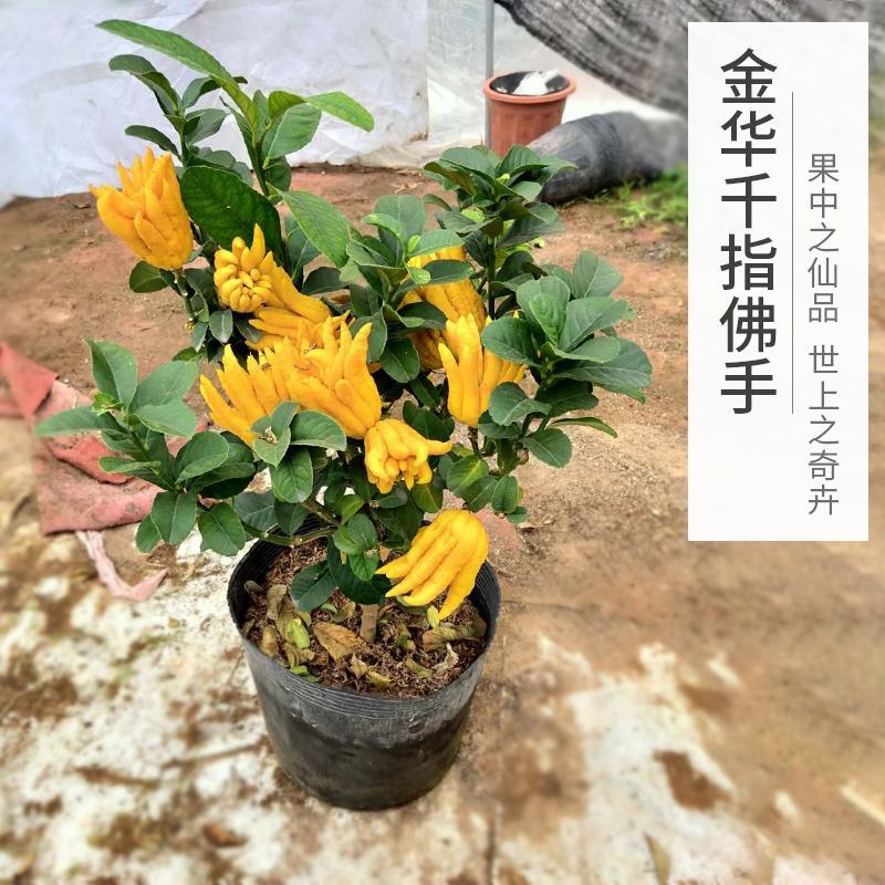 我来教大家“佛手在线有没有开挂”助赢开挂器（安装教程）-第1张图片