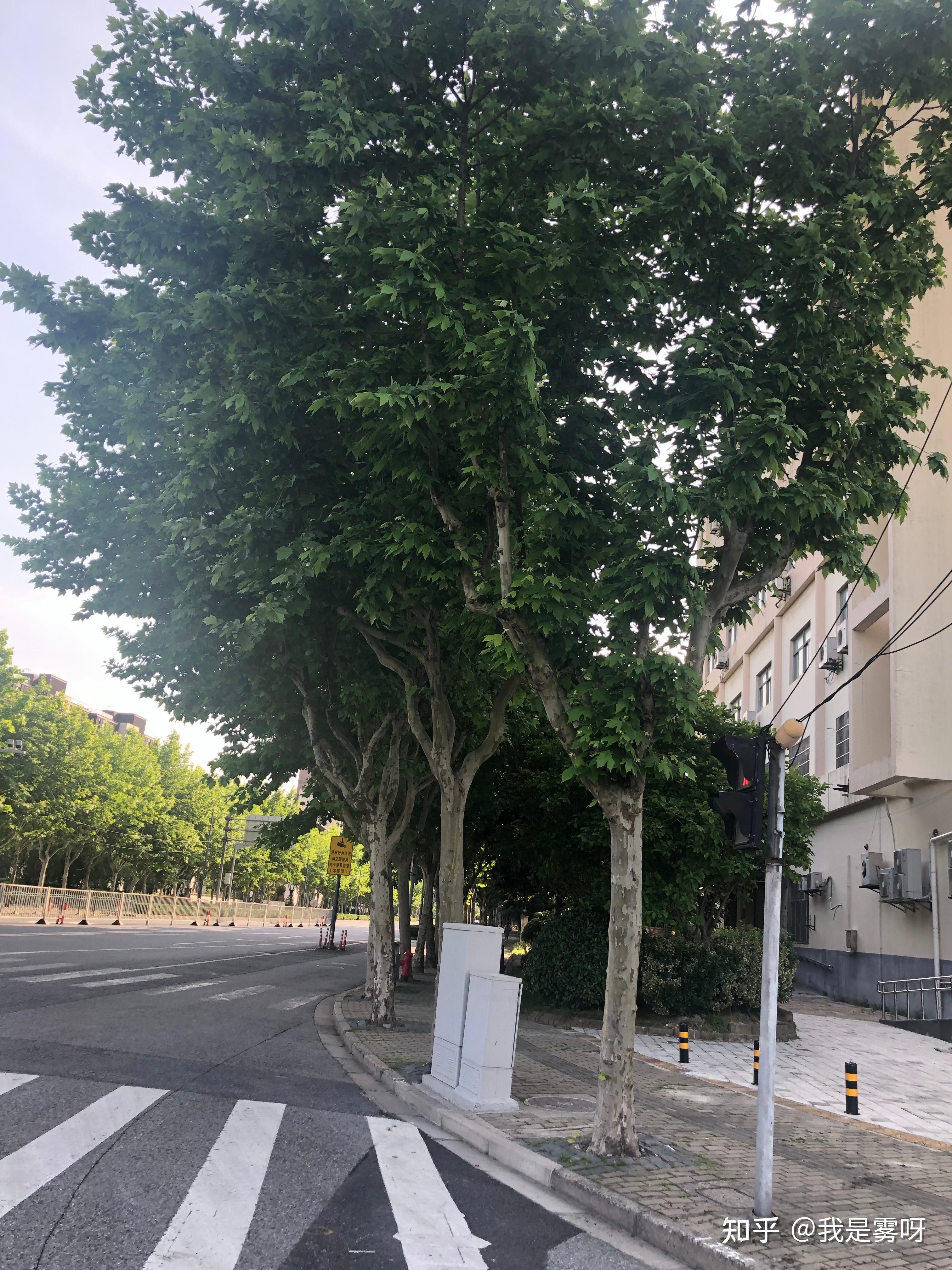 “上海解封” 上海解封是哪一天？-第2张图片